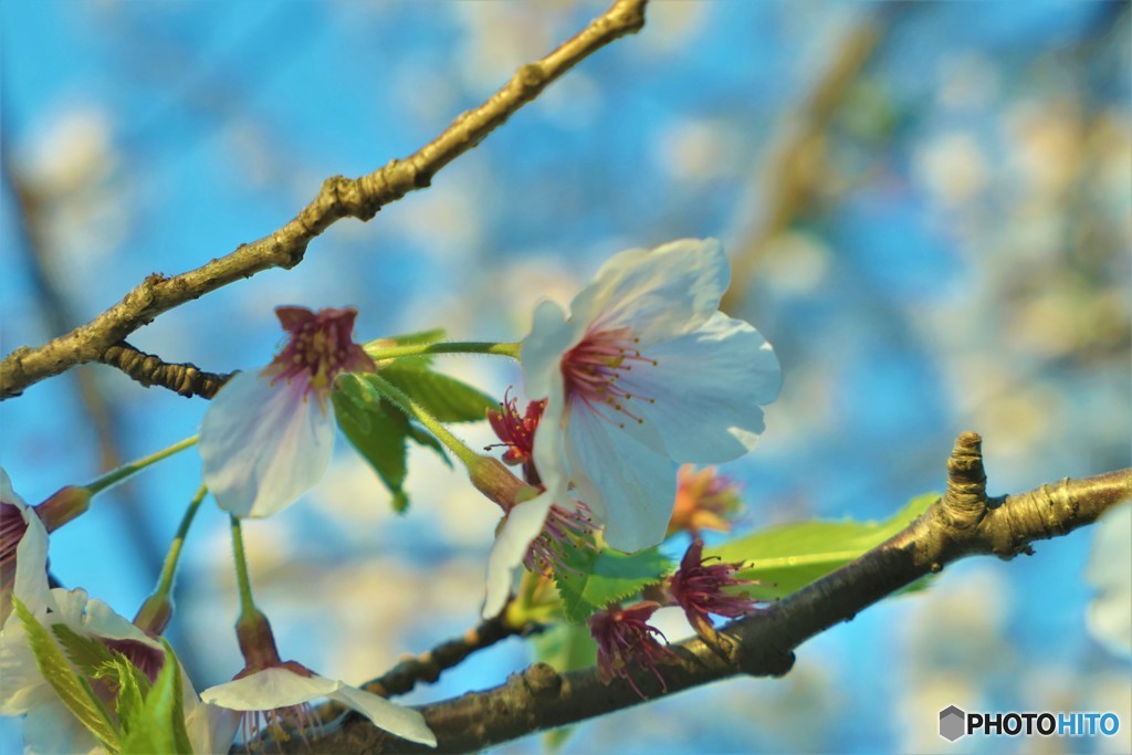 神社の桜