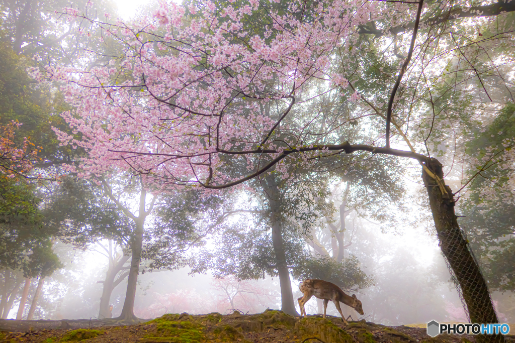 朝靄の奈良公園