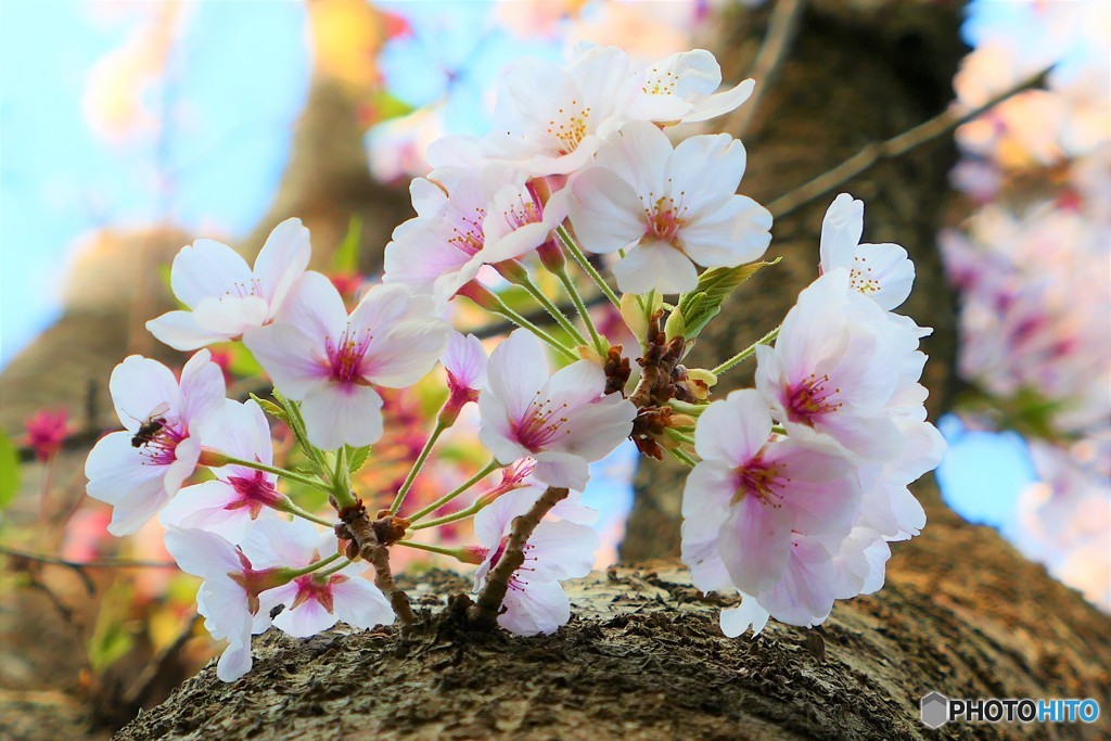 新たな桜