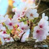 新たな桜