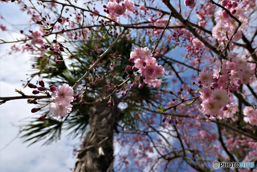 桜とヤシの木