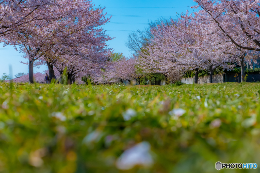 桜散る桜並木