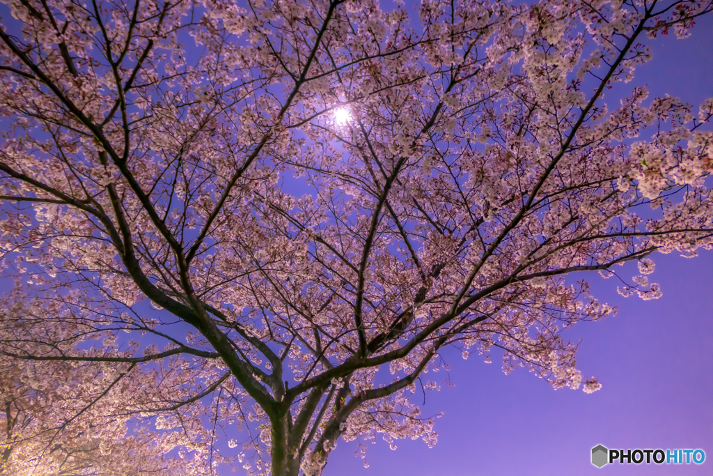 満月と夜桜