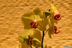 バンコクの花5