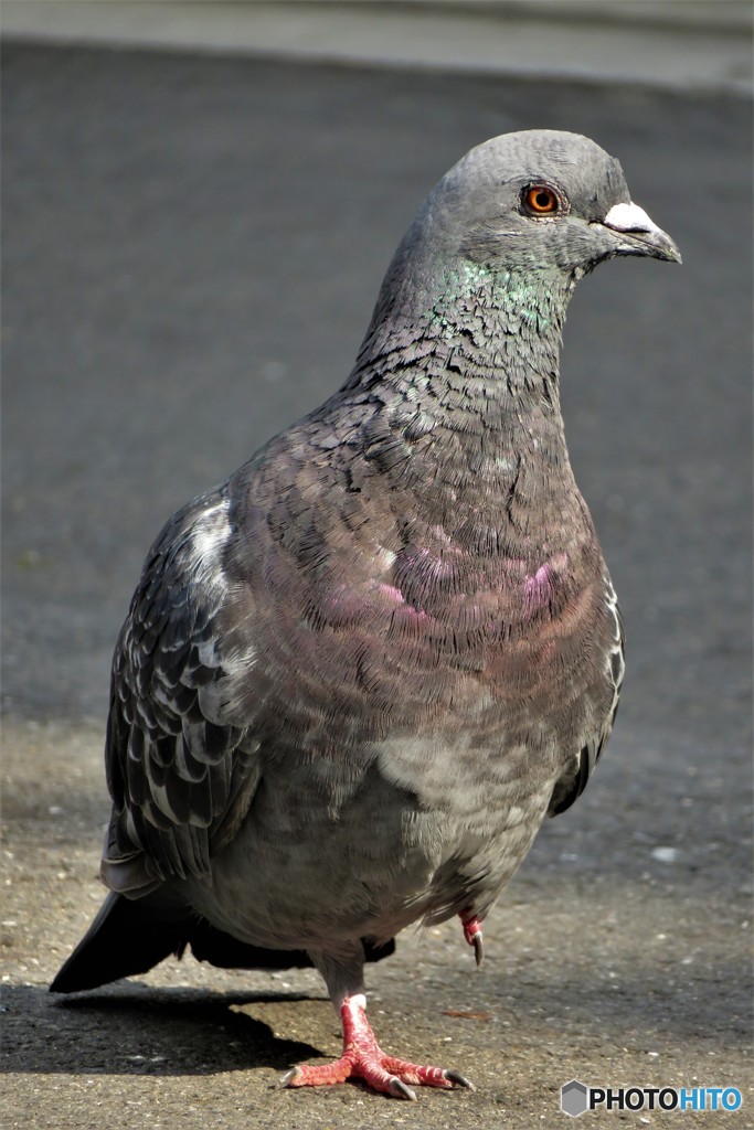 浅草寺の鳩