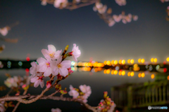 手賀沼の桜と手賀大橋