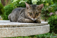タイの野良猫