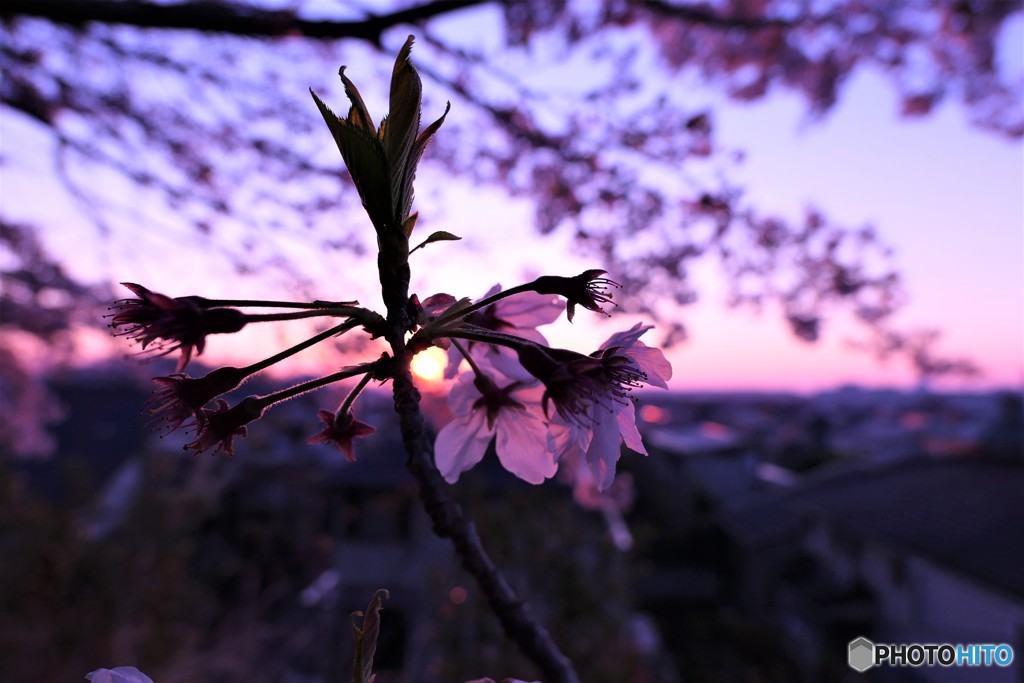 日の出と桜