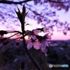 日の出と桜