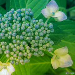 道端の花