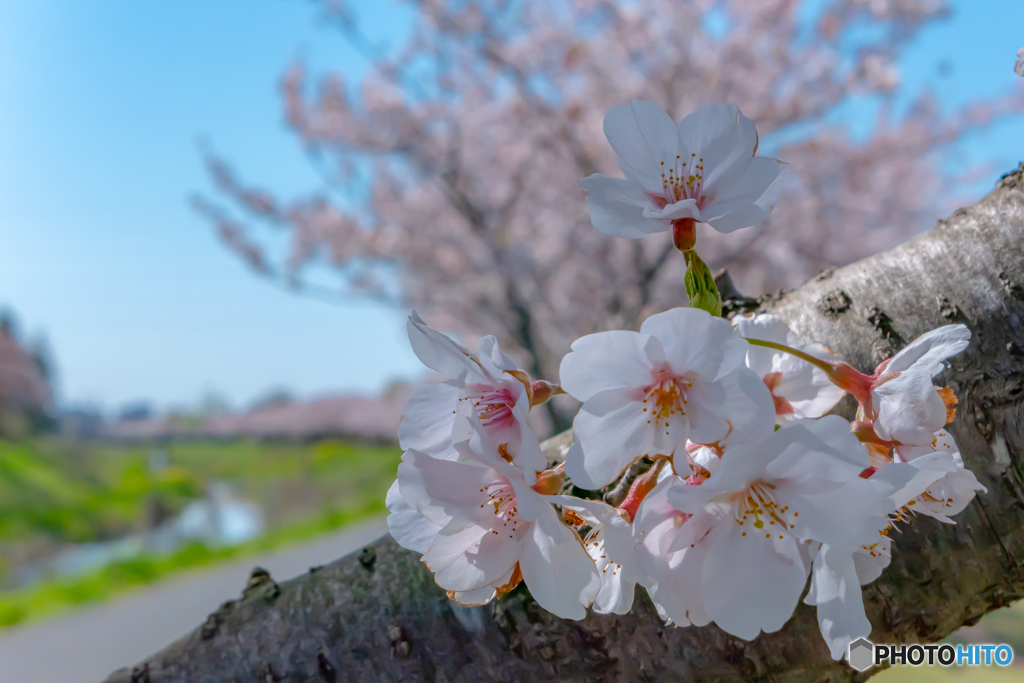 青空に映える桜