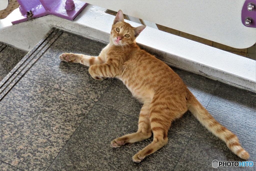 バンコクの野良猫