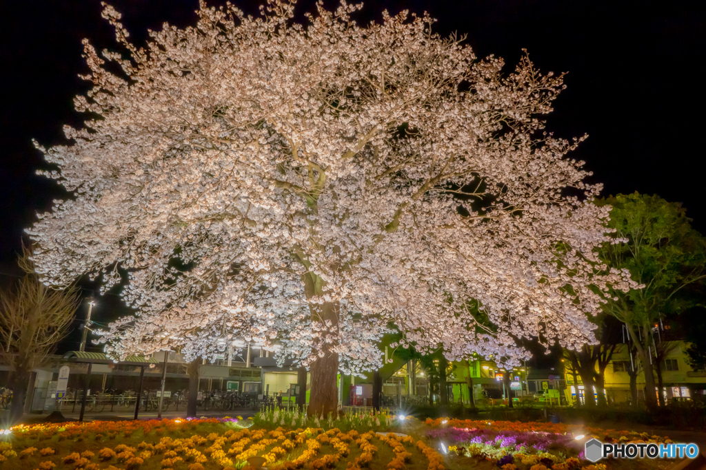 満開の桜