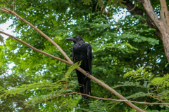 タイのカラス