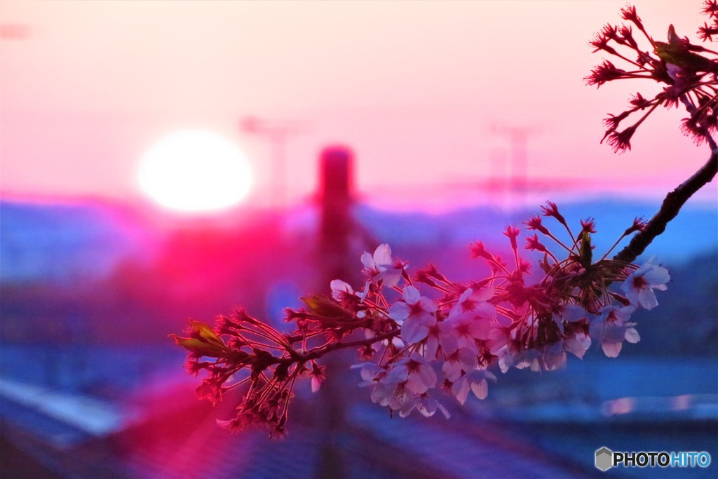 日の出と桜2