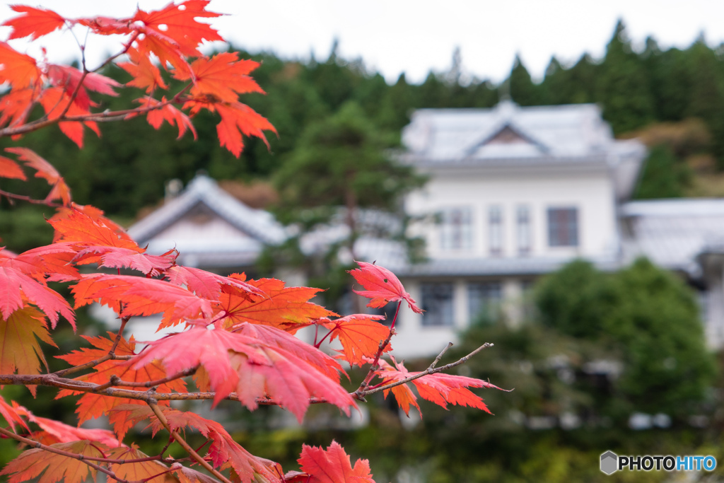 紅葉
