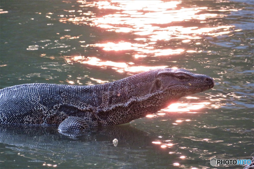 バンコクの公園にいる野生のオオトカゲ
