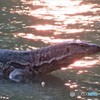 バンコクの公園にいる野生のオオトカゲ