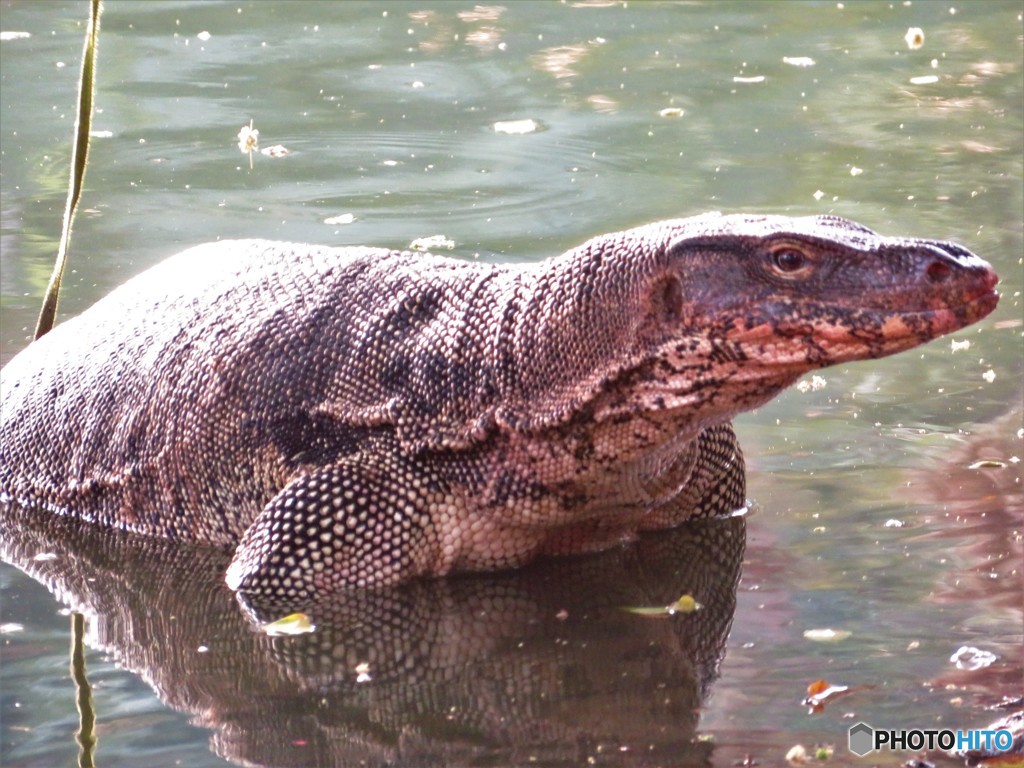 バンコクの公園にいる野生のオオトカゲ