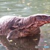 バンコクの公園にいる野生のオオトカゲ