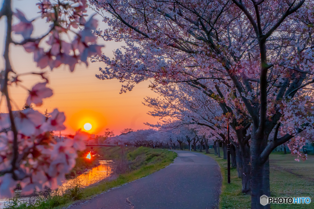 夕暮れの桜並木