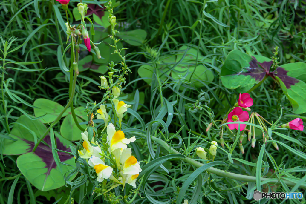 夏の花