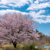 日光山中の一本桜