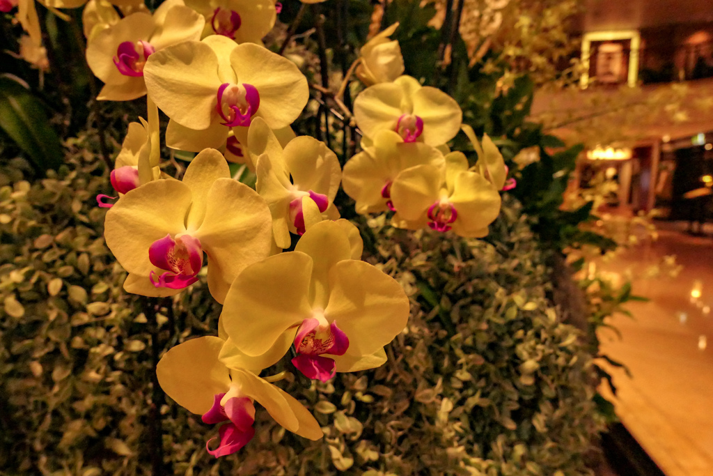 バンコクの花4