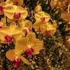 バンコクの花4
