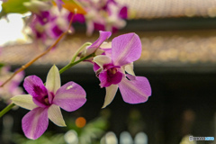 バンコクの花2