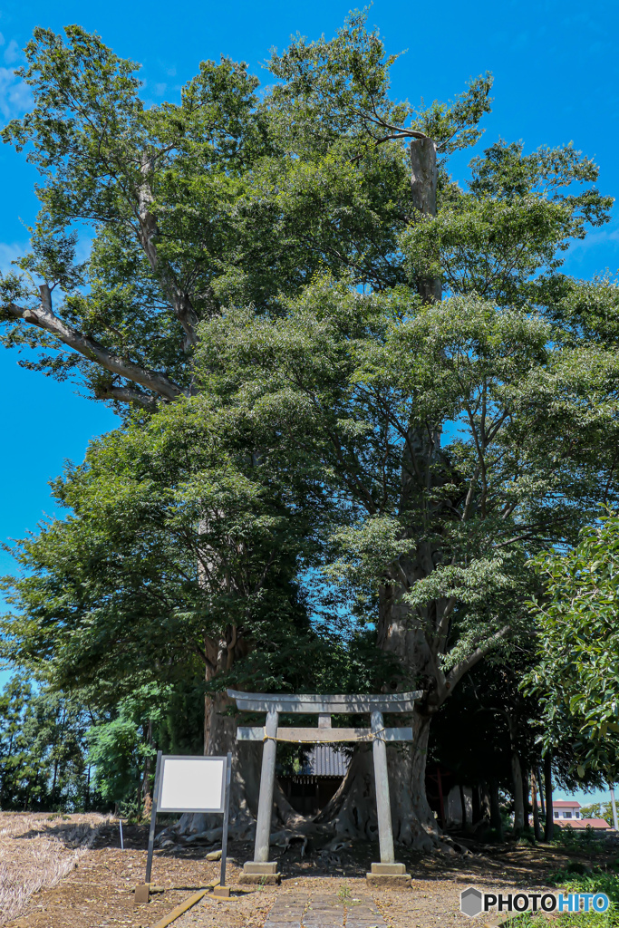 下小坂の白髭神社