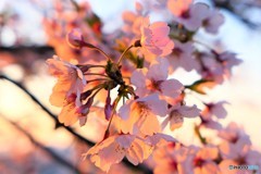 朝陽を浴びた桜