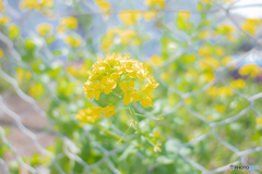 道端の菜の花