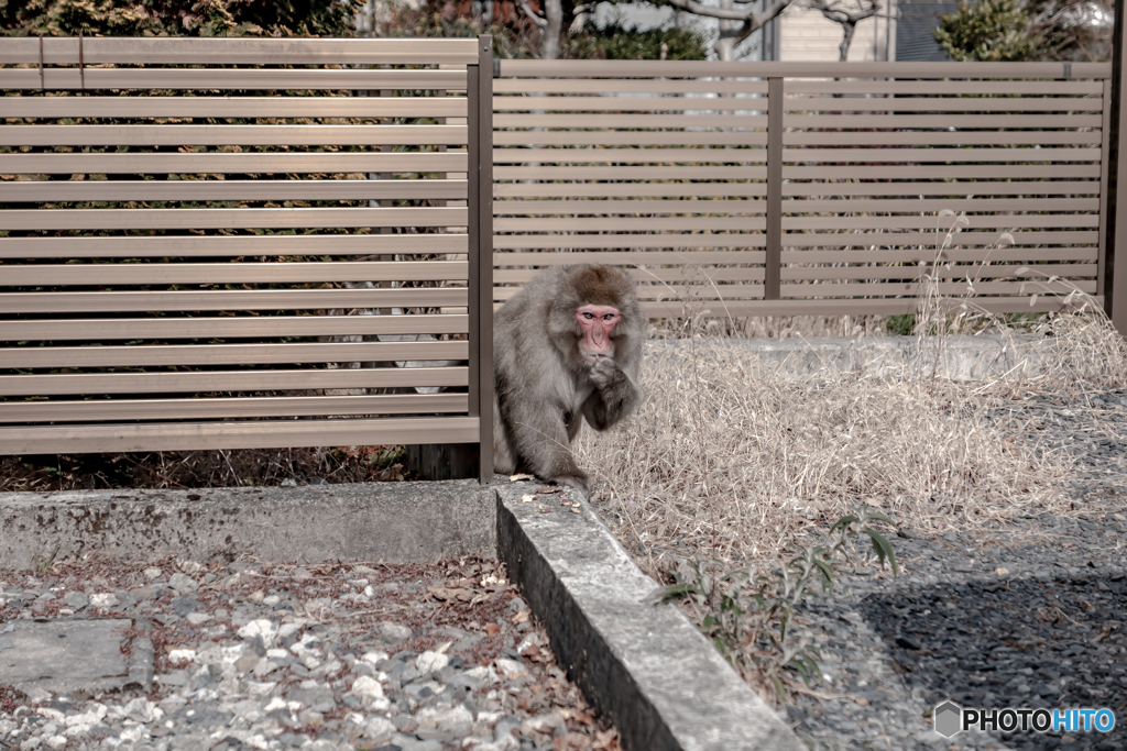 日光四猿　威嚇猿