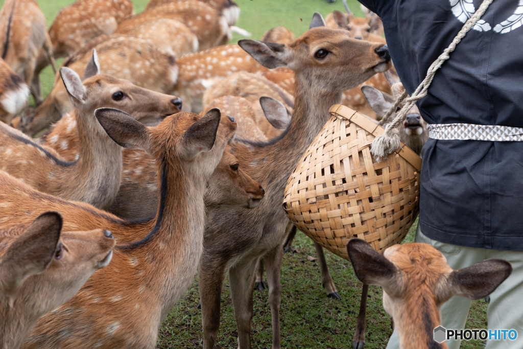 奈良公園　なつの鹿寄せ