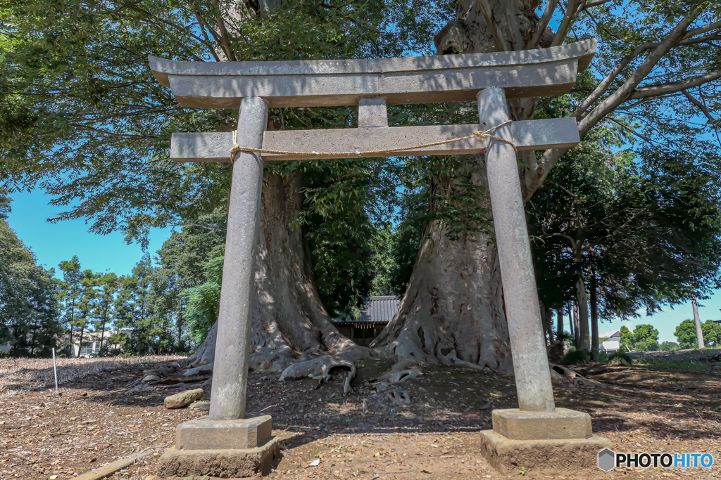 大ケヤキの参道