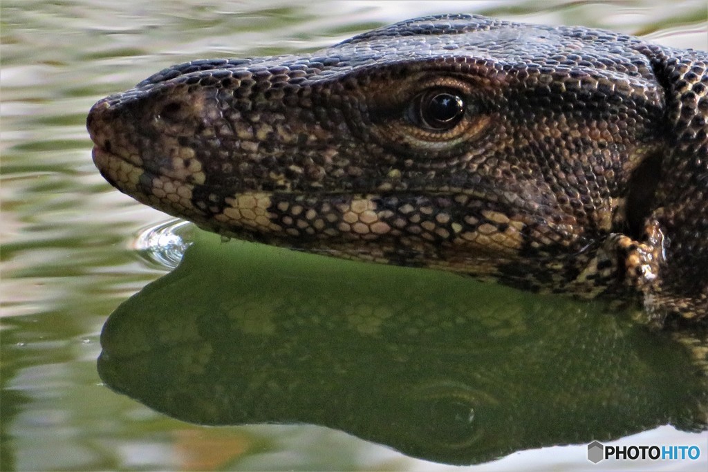 バンコクの公園にいる野生のオオトカゲ