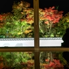 宝徳寺床紅葉