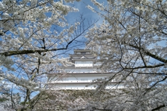 鶴ヶ城桜