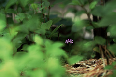 小さな花