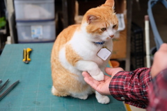 お手するネコ