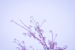 空桜１