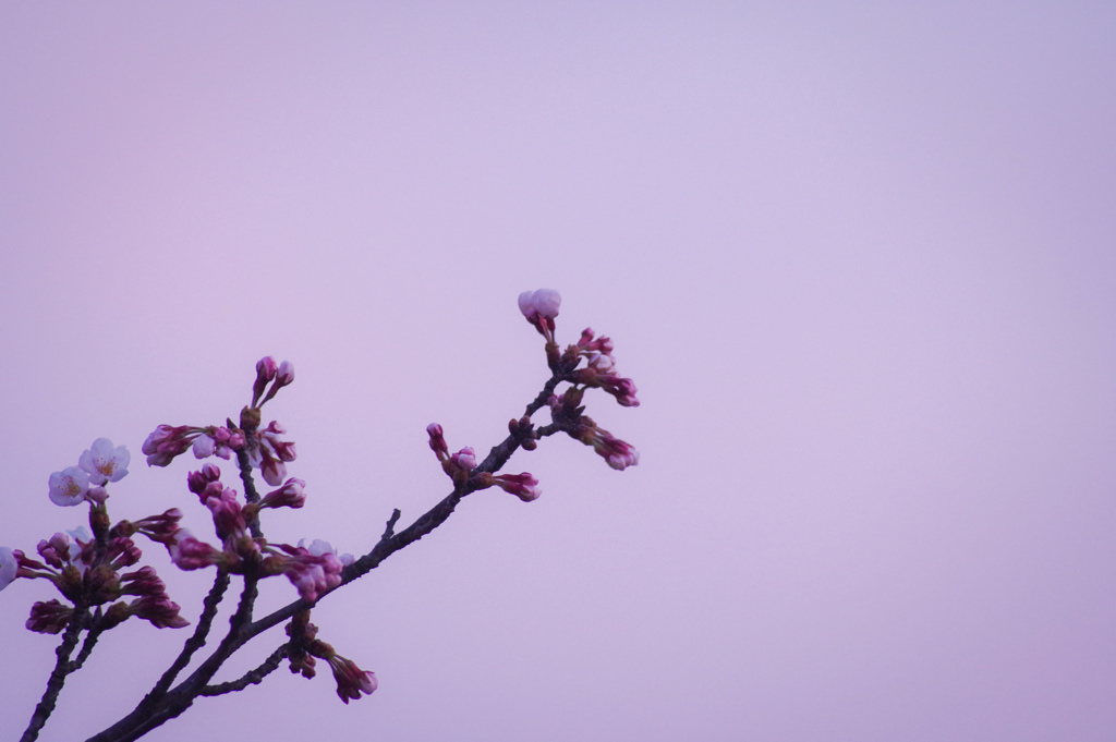 春眠開花を待つ
