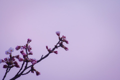 春眠開花を待つ