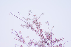 空桜２