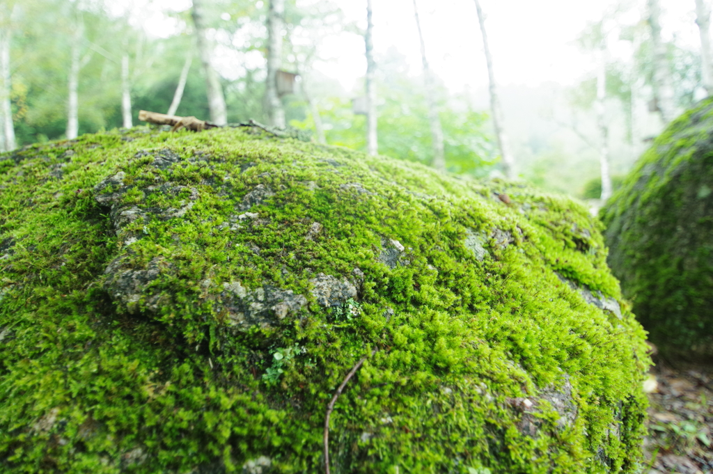 秋雨を待つ苔岩