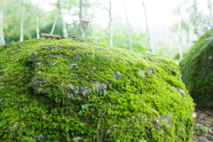 秋雨を待つ苔岩