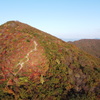 ひろしま県民の森 立烏帽子の紅葉