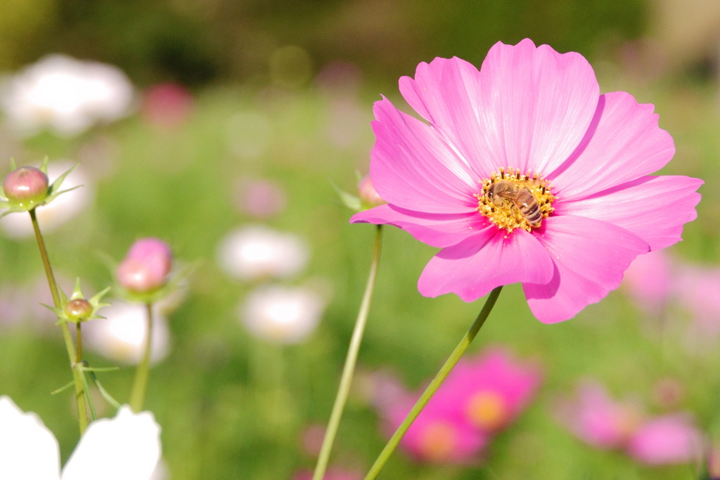 コスモスと蜜蜂