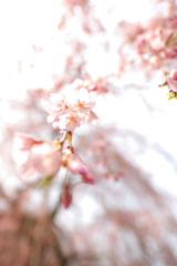 蓮照寺枝垂桜